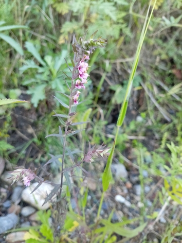 Red Odontites