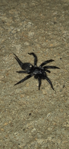 Ischnothele annulata