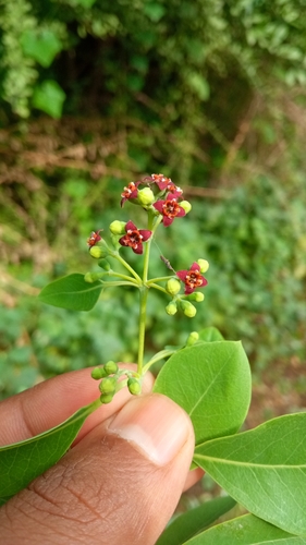 Indian Sandalwood
