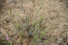 Aegilops triuncialis