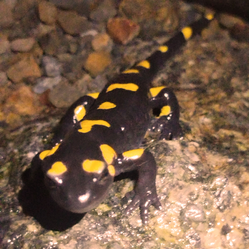 Fire Salamander