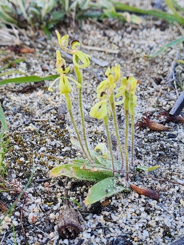 Caladenia bryceana bryceana