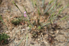 Aegilops triuncialis