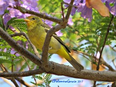 Piranga ludoviciana