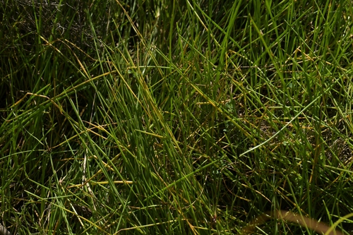Isolepis prolifera, photograph 6