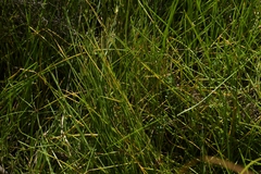 Isolepis prolifera, photograph (c) Christopher Stephens, some rights reserved (CC BY-SA)