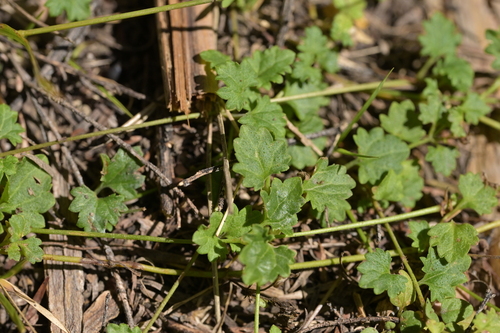 Veronica plebeia