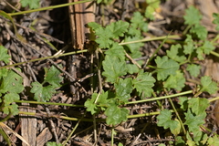 Veronica plebeia