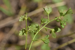 Veronica plebeia, photograph (c) Christopher Stephens, some rights reserved (CC BY-SA)