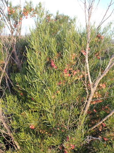 Dodonaea lobulata, photograph 1