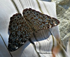 Hamadryas atlantis lelaps