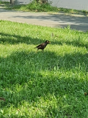 Acridotheres tristis