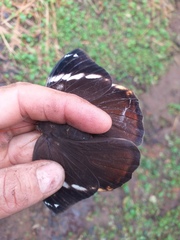 Opsiphanes bogotanus