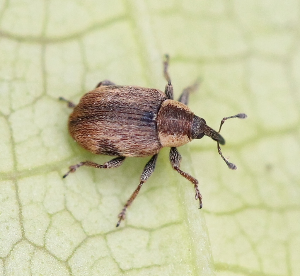 Gymnetron villosulum