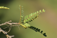 Sophora chathamica, photograph (c) Christopher Stephens, some rights reserved (CC BY-SA)