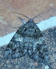 Catocala ilia