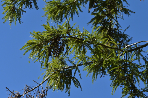 Sophora chathamica, photograph 4
