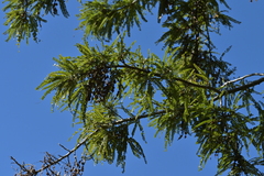 Sophora chathamica, photograph (c) Christopher Stephens, some rights reserved (CC BY-SA)