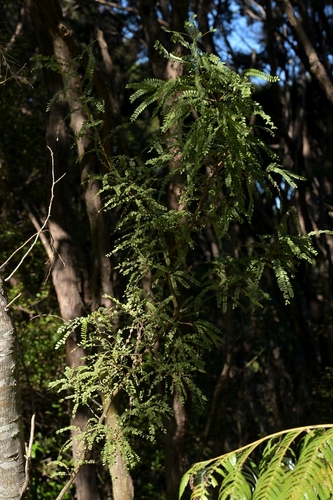 Sophora chathamica, photograph 5