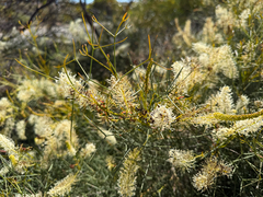 Grevillea intricata