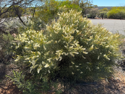 Grevillea intricata, photograph 1