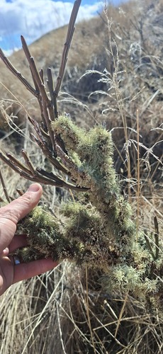 Carmichaelia crassicaulis observed 2026-09-03