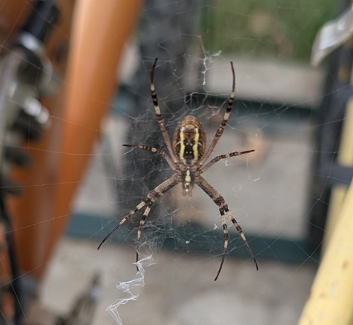 Wasp Spider