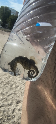Long-snouted Seahorse