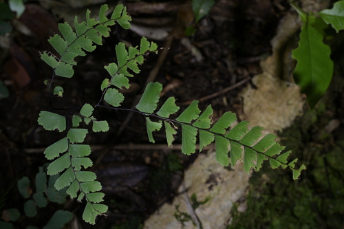 Adiantum cunninghamii, photograph 6