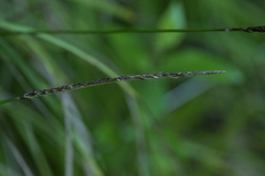Carex uncinata