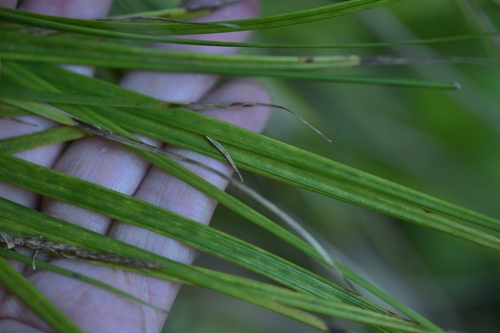 Carex uncinata, photograph 1