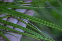 (c) Christopher Stephens, some rights reserved (CC BY-SA) Carex uncinata, photograph (c) Christopher Stephens, some rights reserved (CC BY-SA)