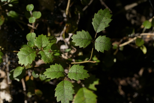 Rubus australis, photograph 3