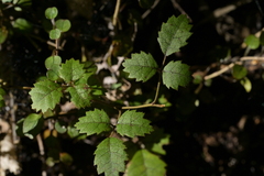 Rubus australis, photograph (c) Christopher Stephens, some rights reserved (CC BY-SA)