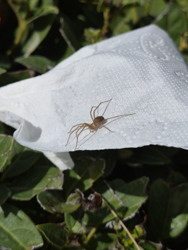 Mediterranean recluse