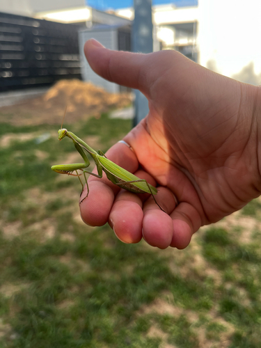 European Mantis