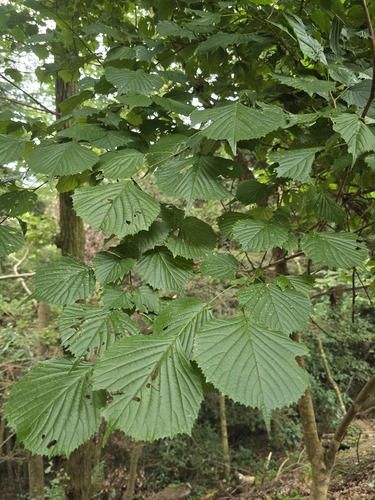 Euptelea polyandra observed 2026-09-03