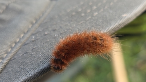 Ruby Tiger Moth