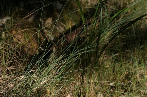 Machaerina juncea, photograph 2