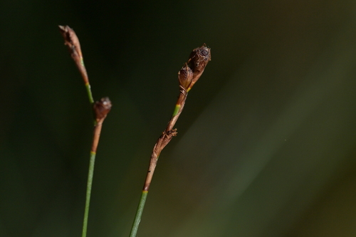 Machaerina juncea, photograph 3