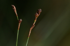 (c) Christopher Stephens, some rights reserved (CC BY-SA) Machaerina juncea, photograph (c) Christopher Stephens, some rights reserved (CC BY-SA)