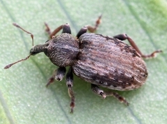 Hypera plantaginis