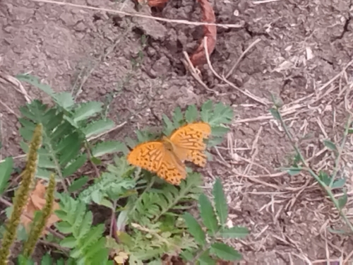 Silver-washed Fritillary