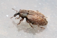 Hypera postica