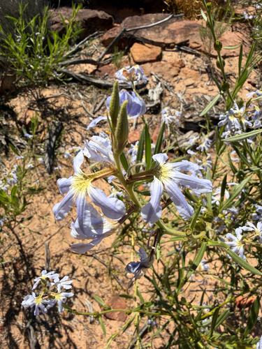 Scaevola porocarya, 2026-08-30