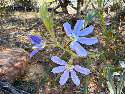 Scaevola porocarya, 2026-08-30