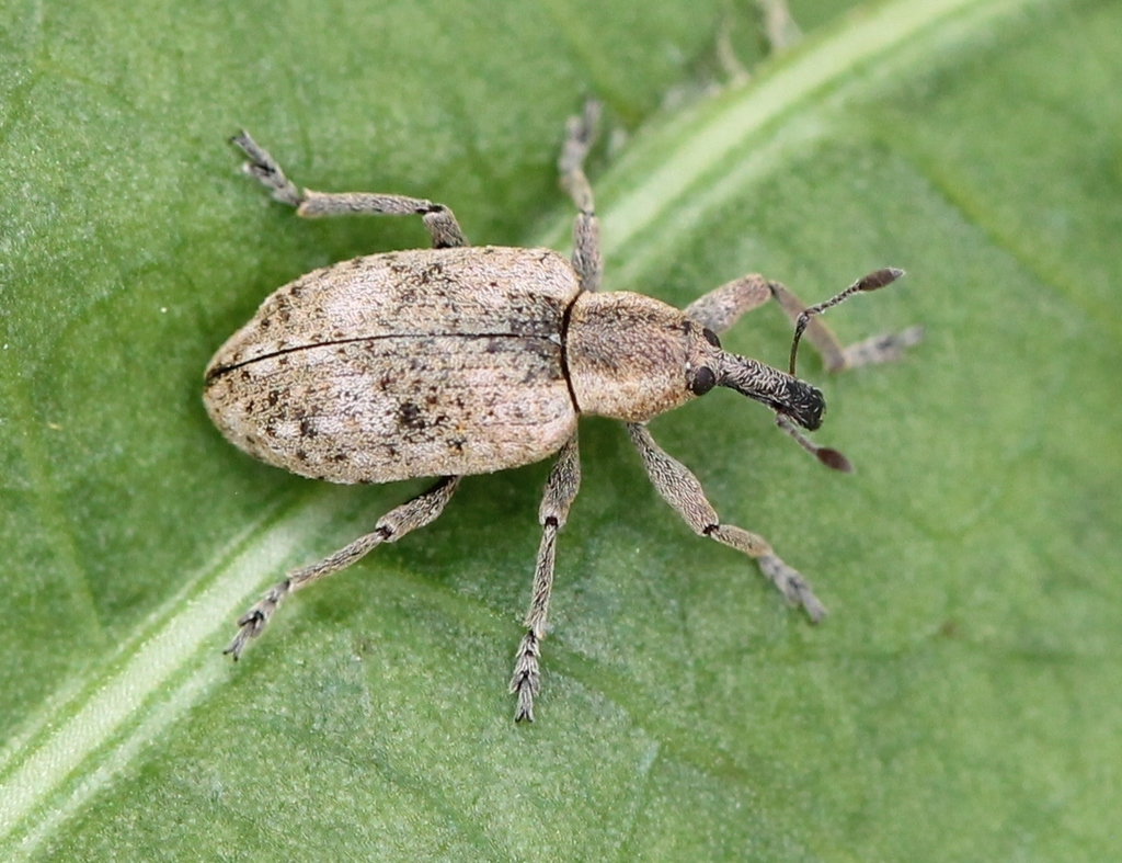 Dock Hyper Weevil