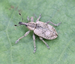 Hypera rumicis