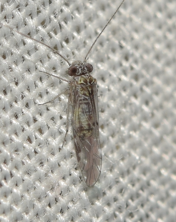 Oreopsocus montanus