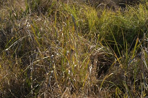 Cyperus ustulatus, photograph 1
